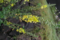 Verbascum chinense